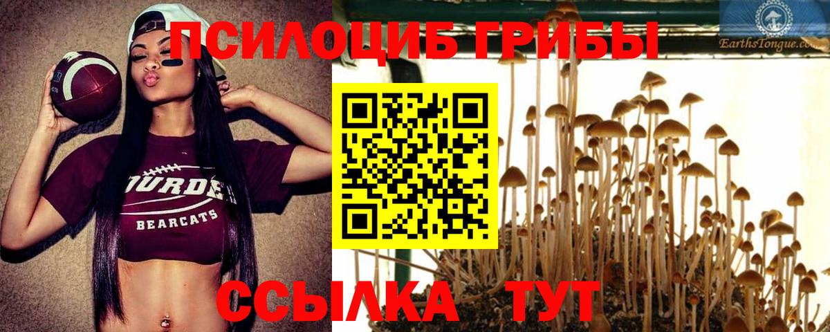 Сосновоборск  Галлюциногенные грибы Psilocybe  Вход с VPN 